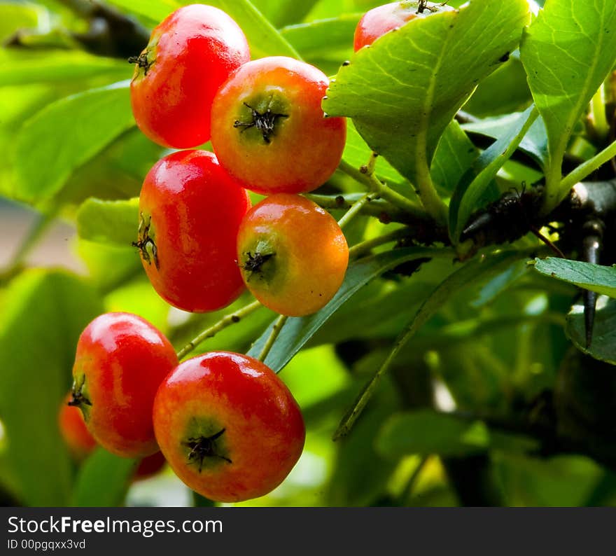 The Pyracantha fructification　grows in Guizhou Mountain in autumn