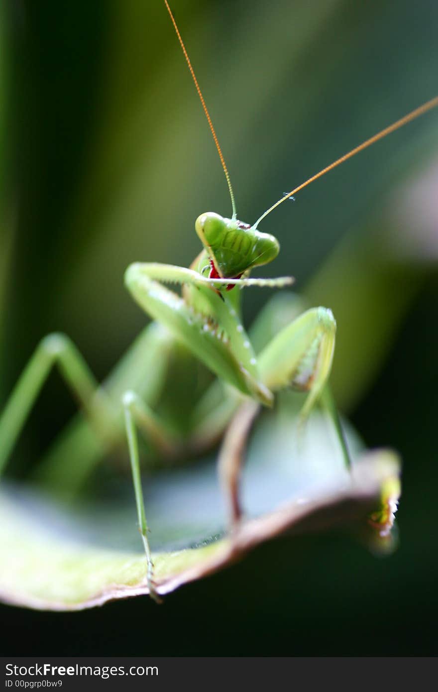 A close up shot of Praymantis