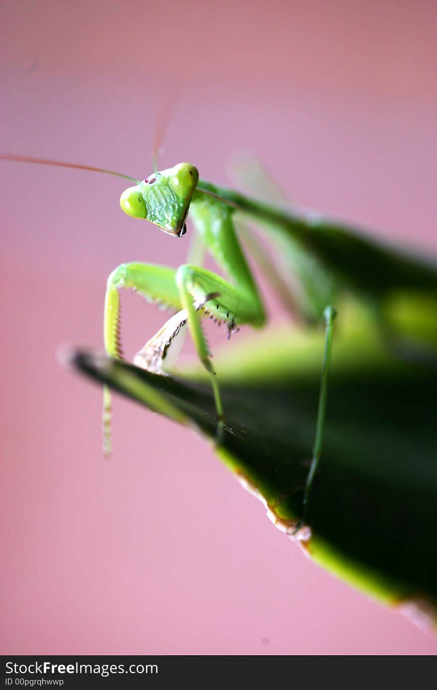 A close up shot of Praymantis