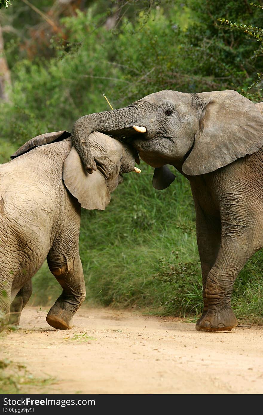 A shot of a herd of African Elephants