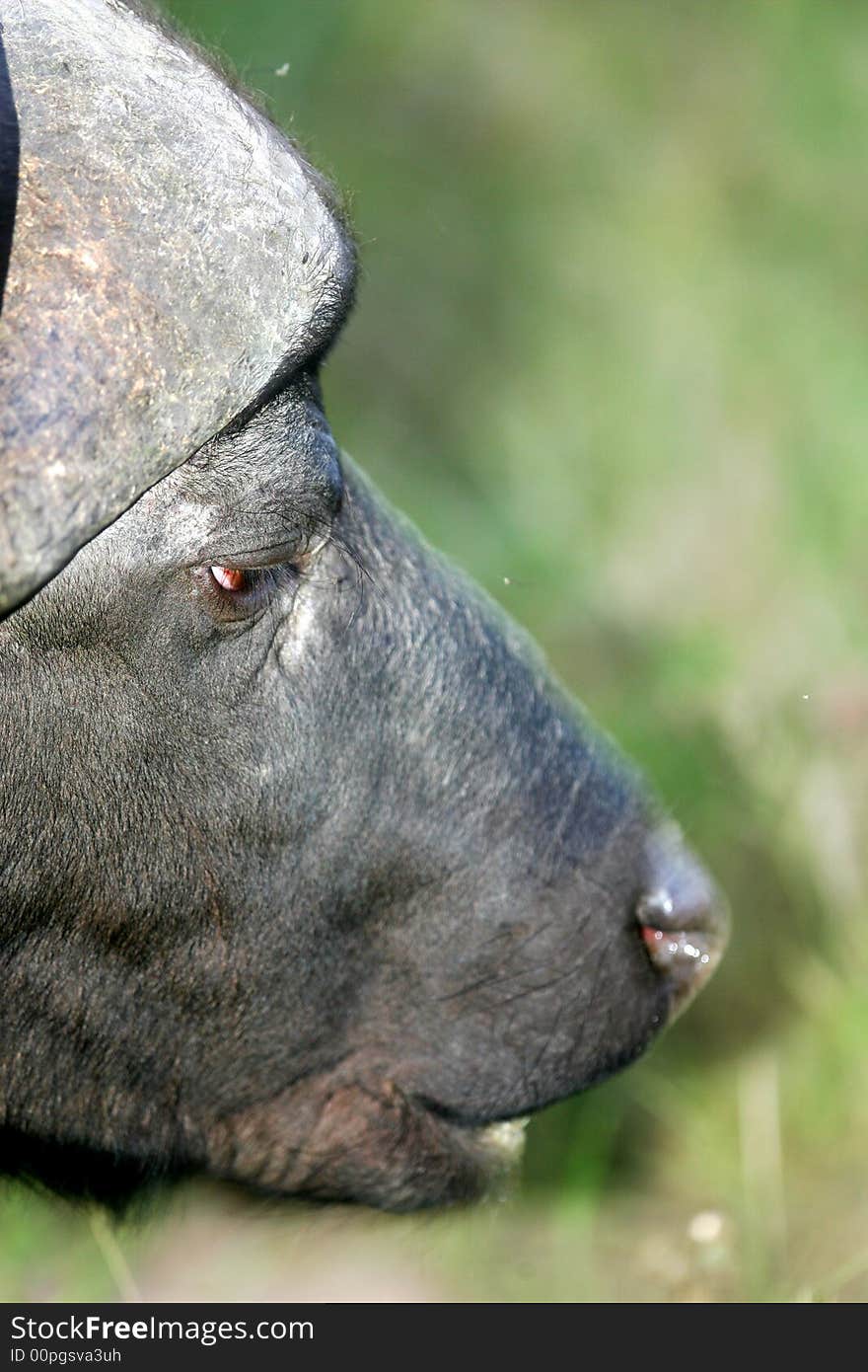 A shot of a African Cape Buffalo