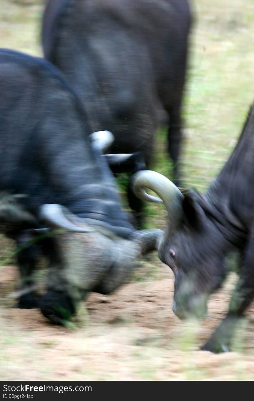 A shot of a African Cape Buffalo