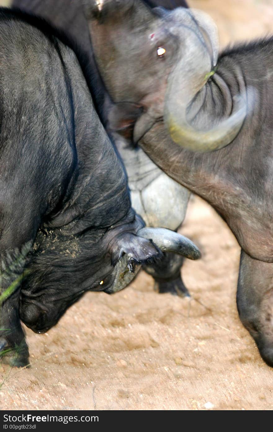 A shot of a African Cape Buffalo