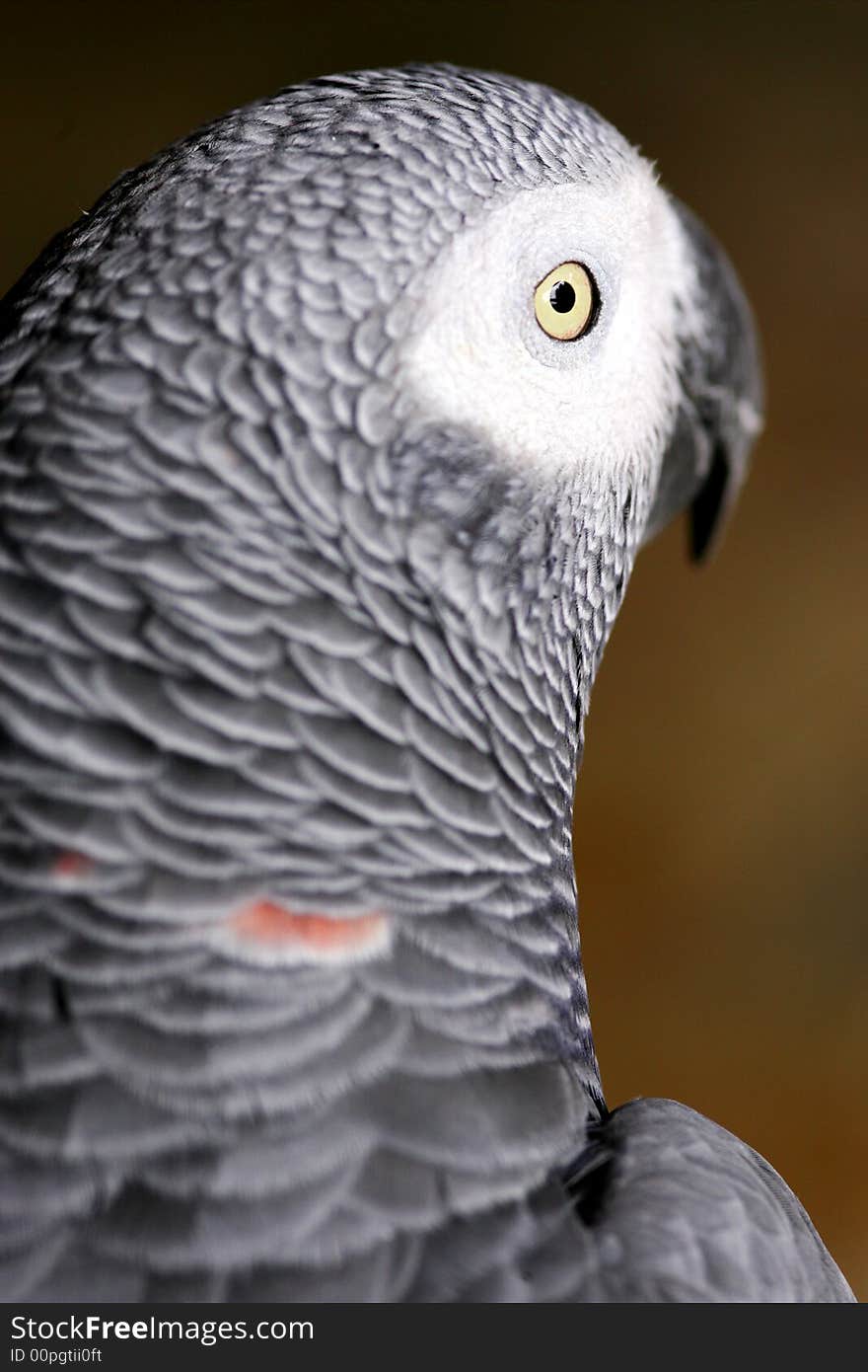 African Grey Parrot