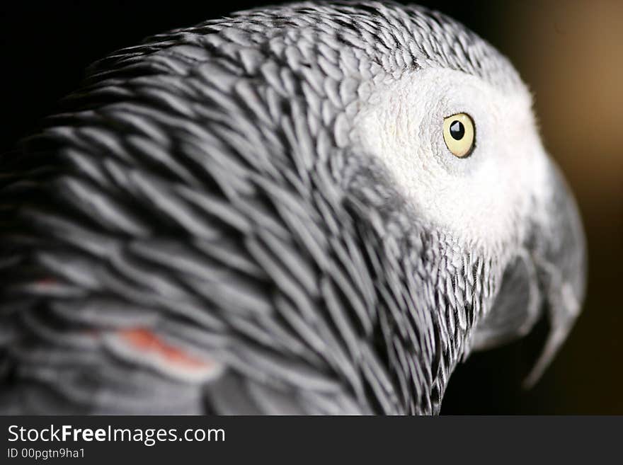 African Grey Parrot