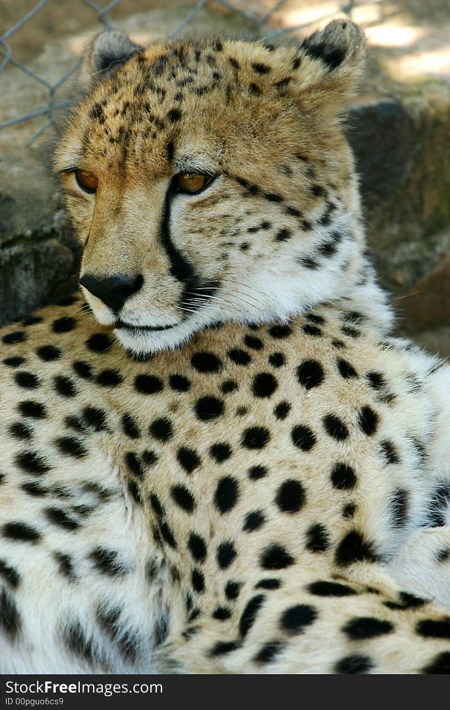 A shot of an African Cheetah