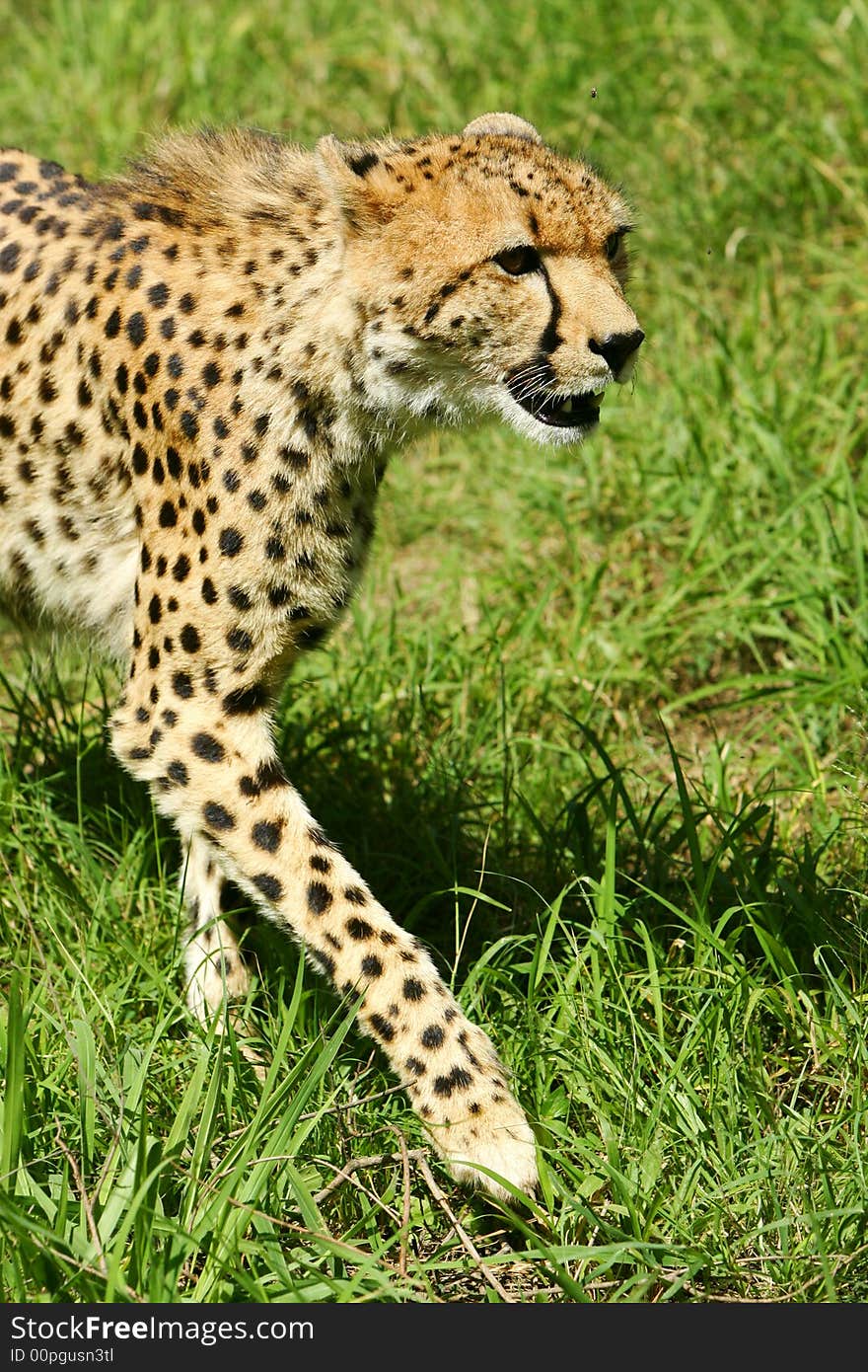 A shot of an African Cheetah