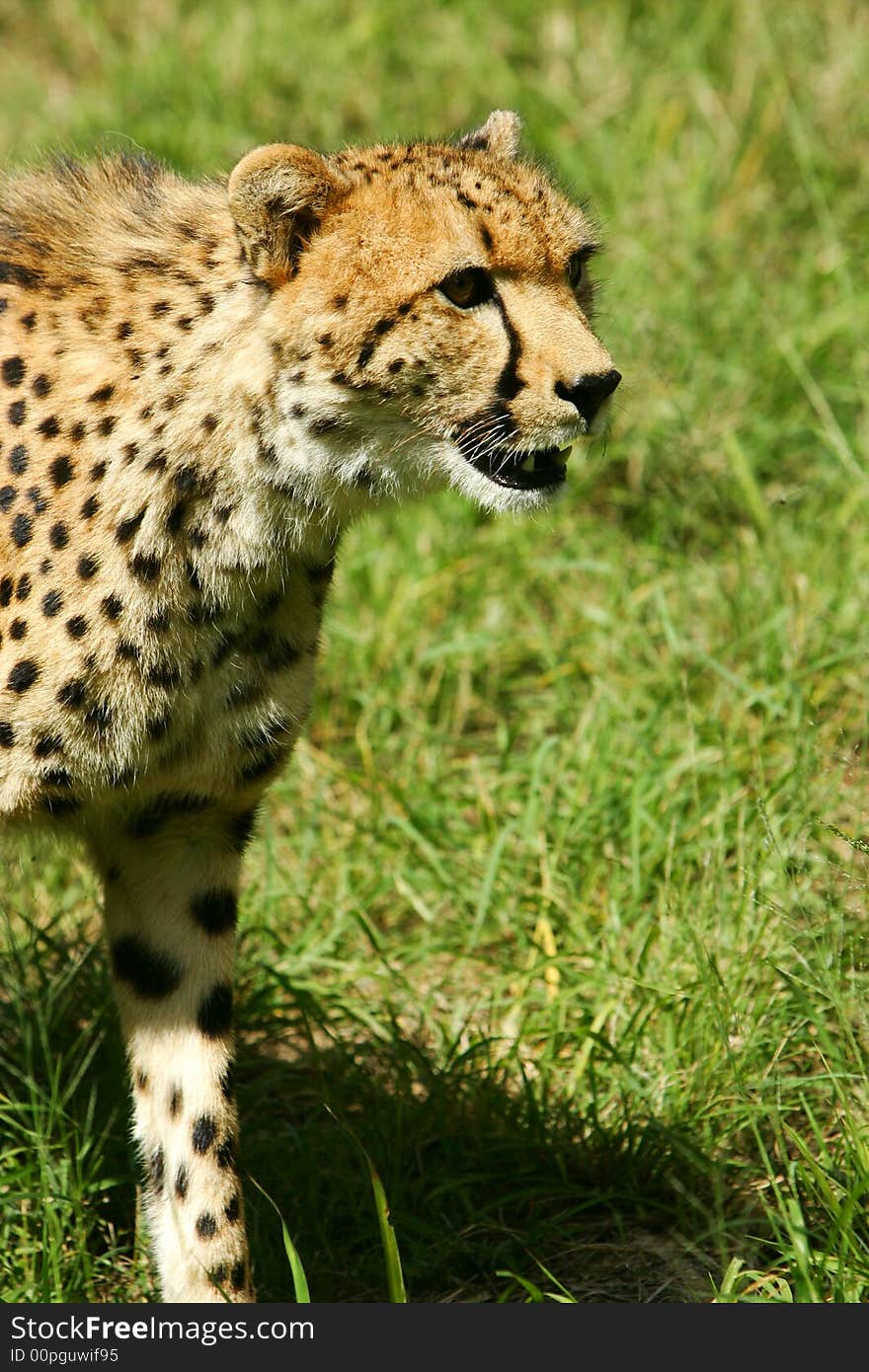 A shot of an African Cheetah