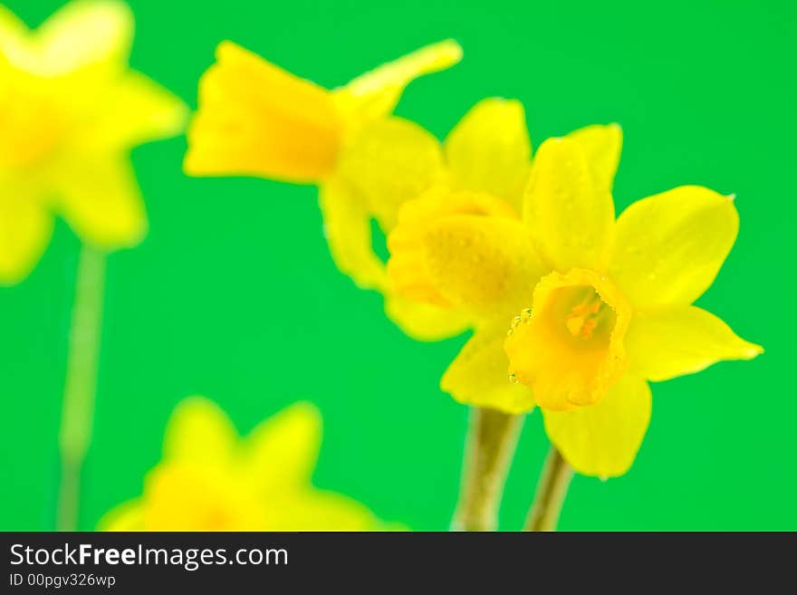 Group of Dewy Daffodils on Green Background