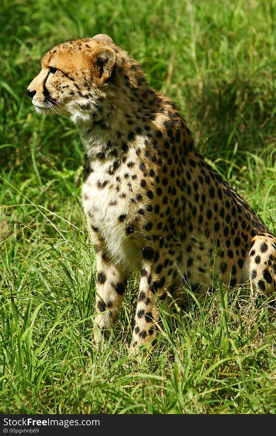 A shot of an African Cheetah