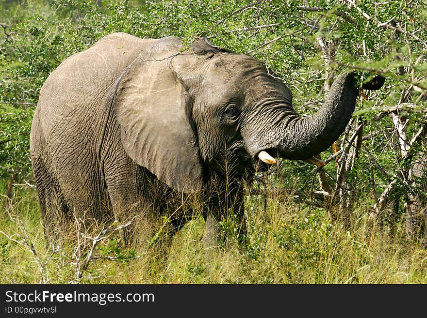 A shot of an African Elephant. A shot of an African Elephant