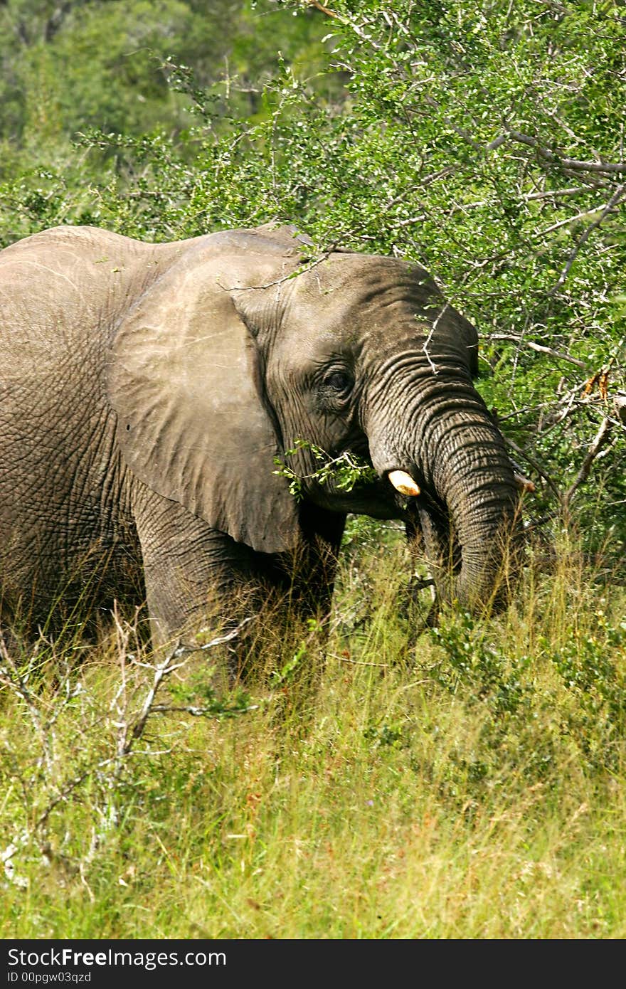 A shot of an African Elephant. A shot of an African Elephant