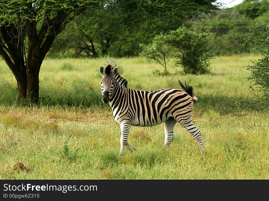 A shot of African Zebra