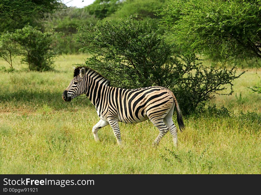 A shot of African Zebra