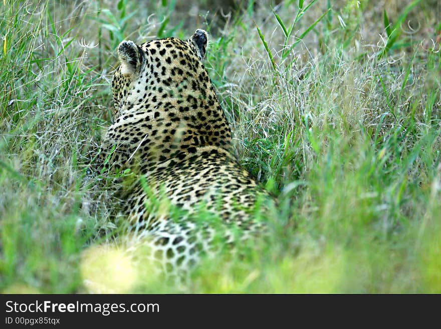 A shot of an African Leopard