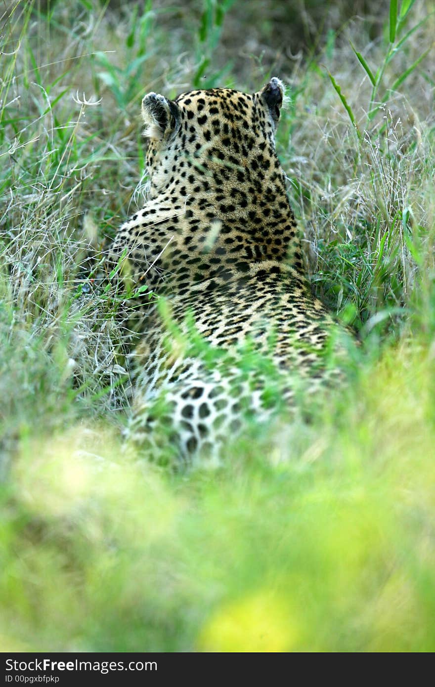 A shot of an African Leopard