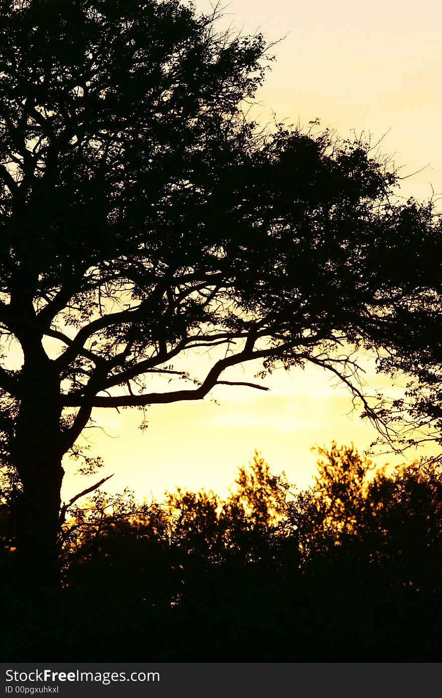 A shot of an African Safari Sunrise. A shot of an African Safari Sunrise