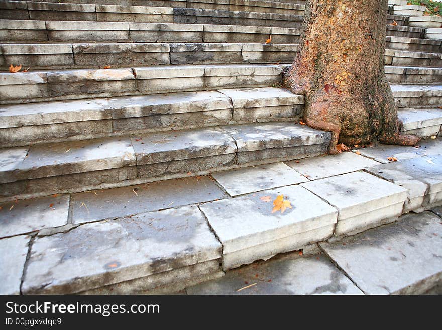 Steps and tree