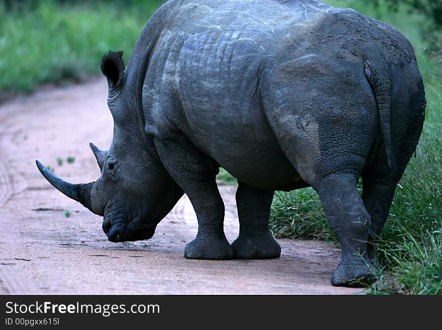 A shot of a white rhinoceros. A shot of a white rhinoceros