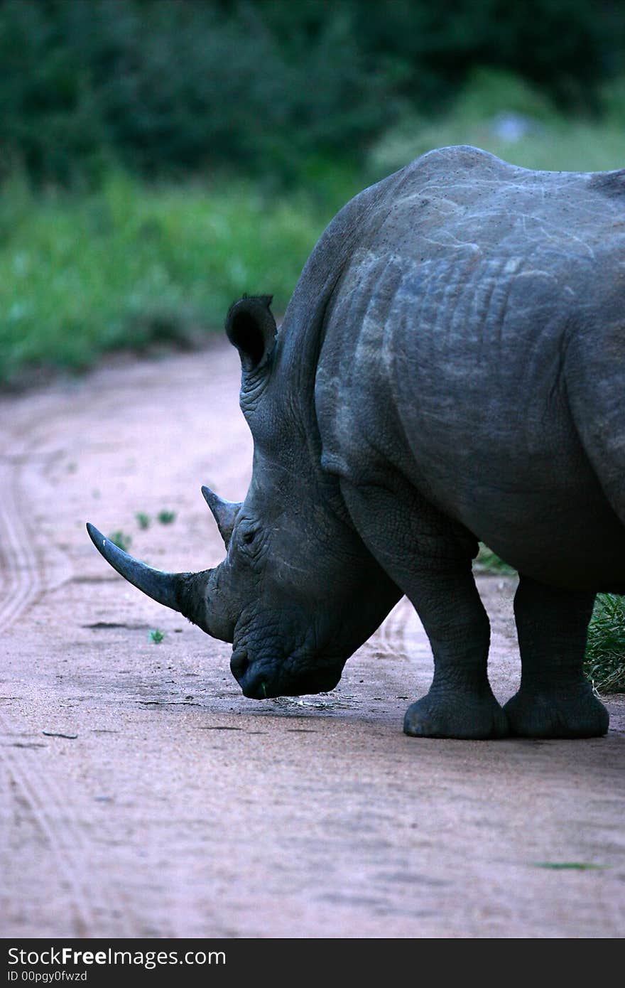 A shot of a white rhinoceros. A shot of a white rhinoceros