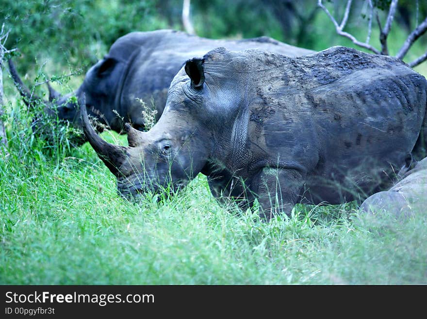 A shot of a white rhinoceros. A shot of a white rhinoceros