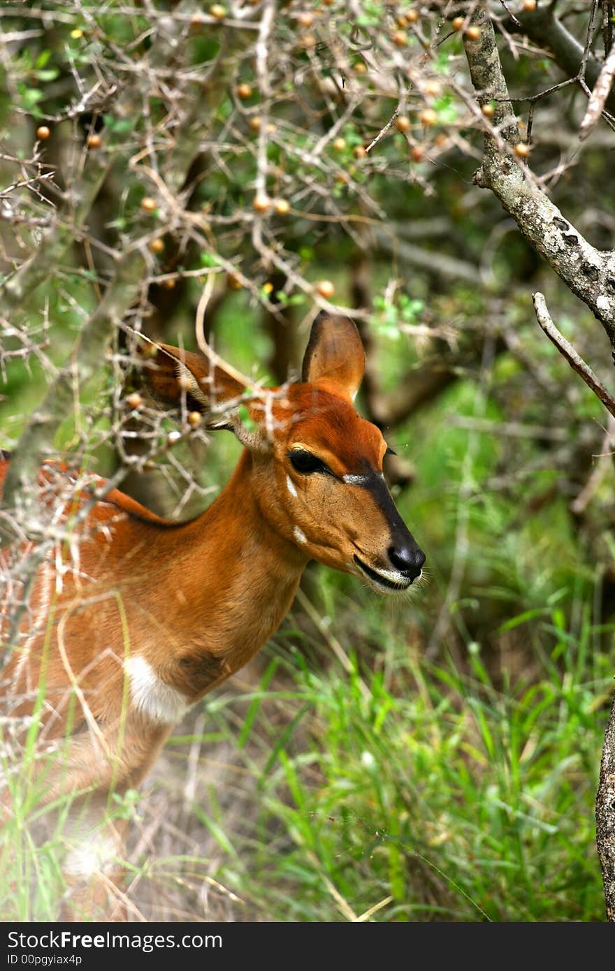 A shot of a female Nyala. A shot of a female Nyala