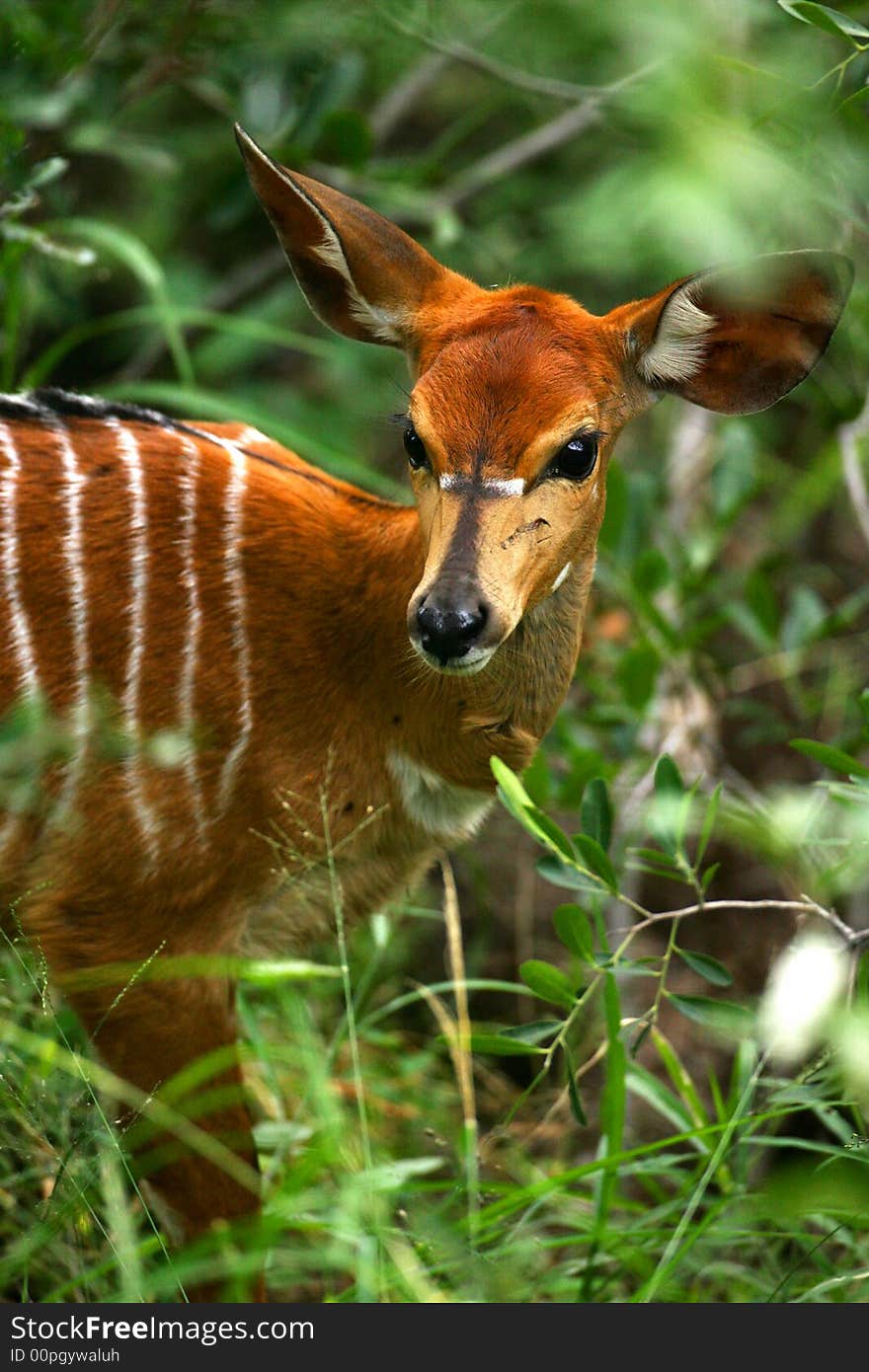 A shot of a female Nyala. A shot of a female Nyala