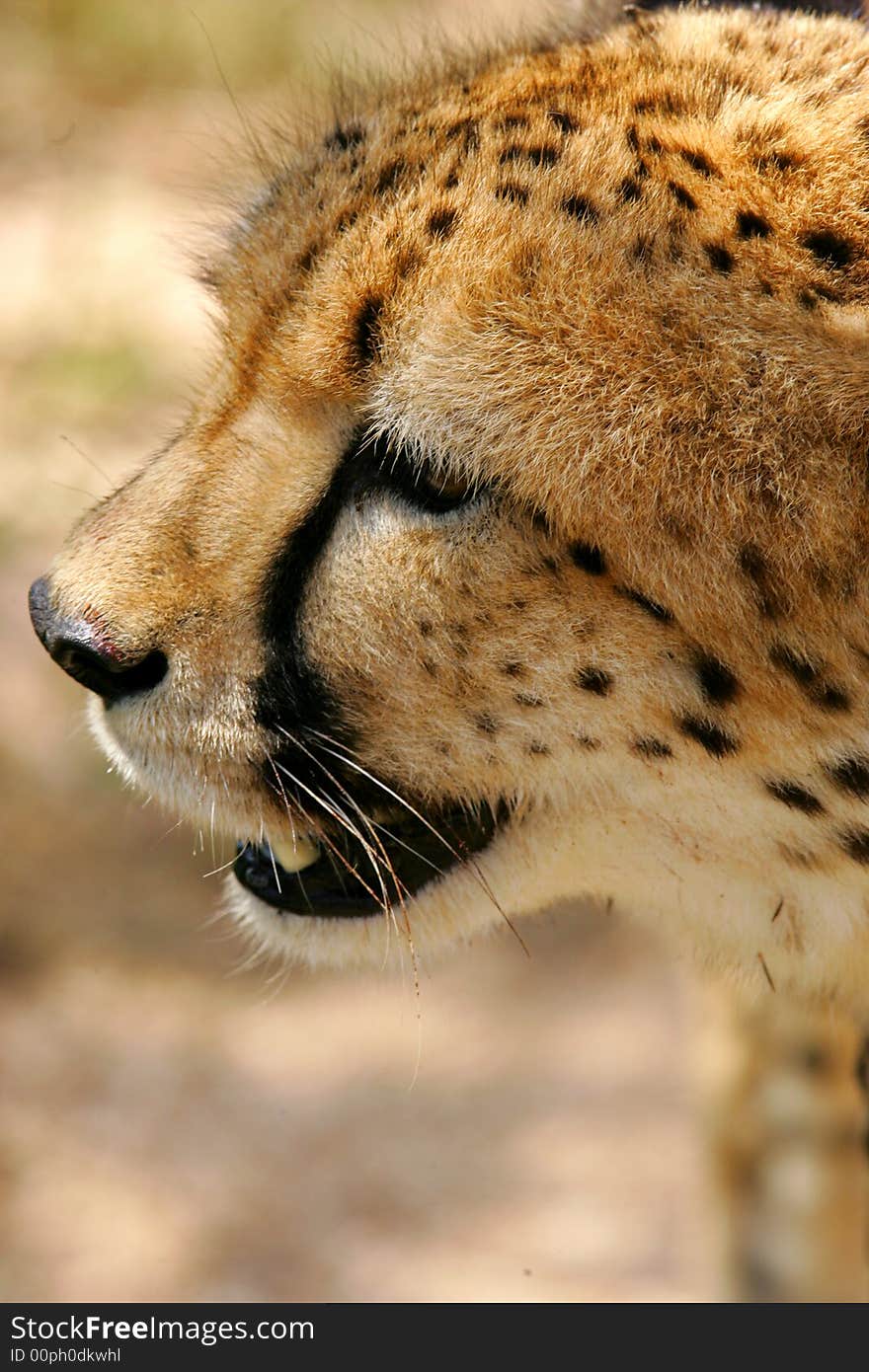 A shot of an African Cheetah