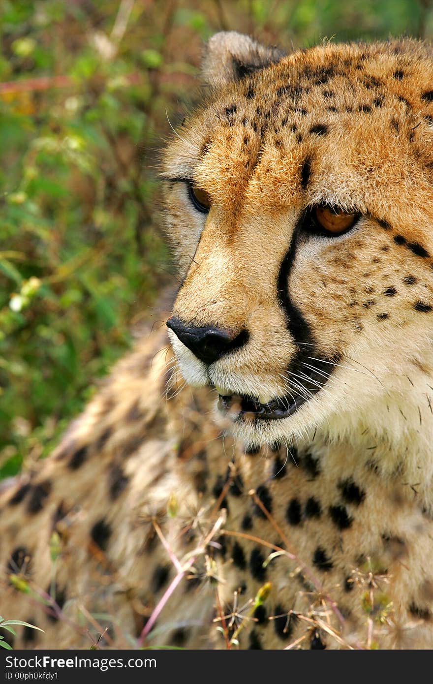 A shot of an African Cheetah