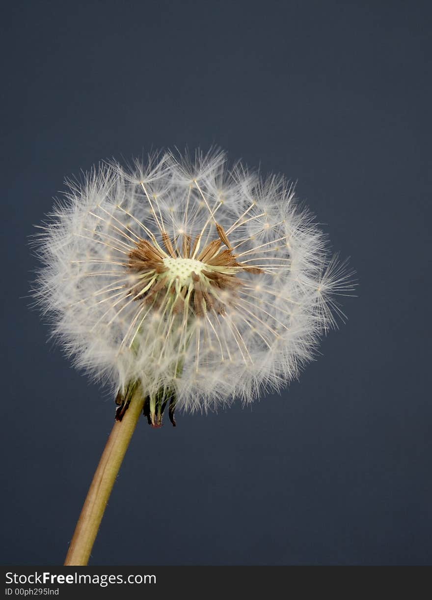 Dandelion seedhead against a dark blue background