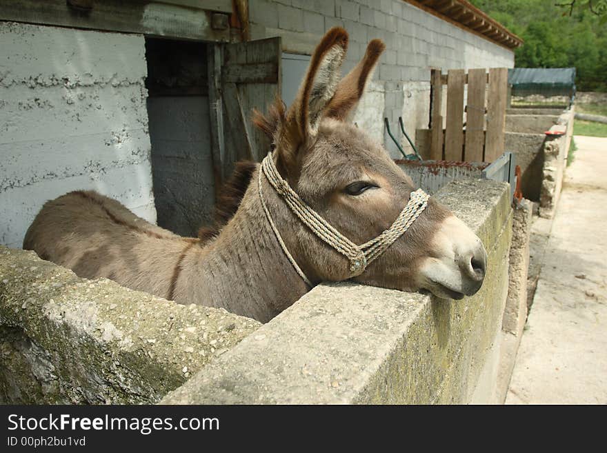 Donkey