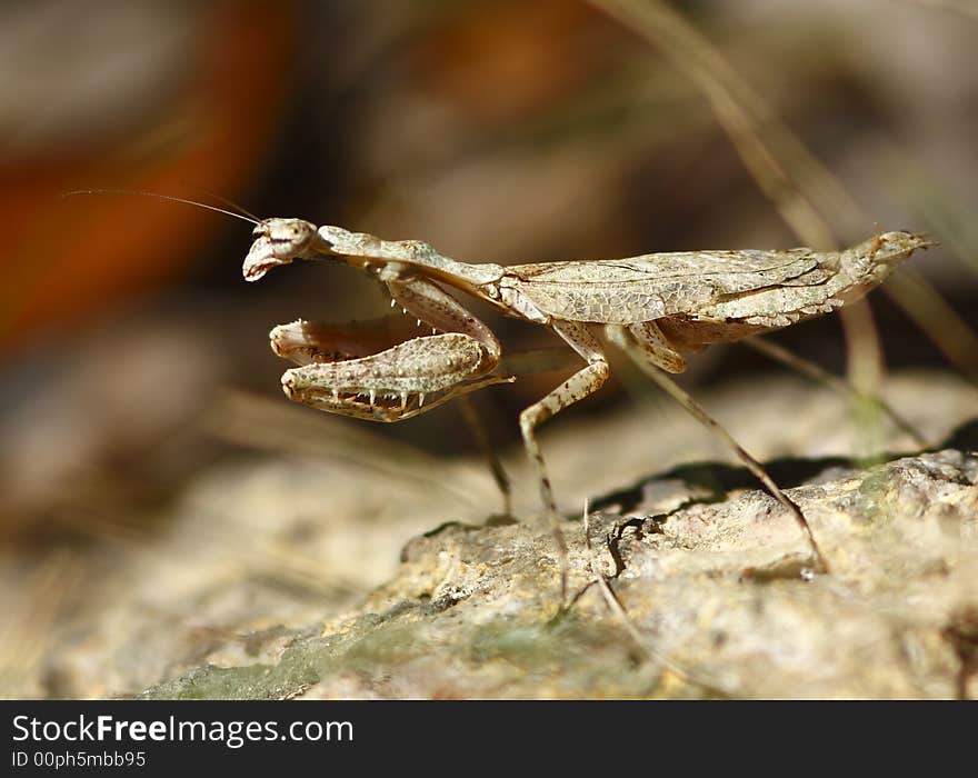 Close up of a Grizzled mantis