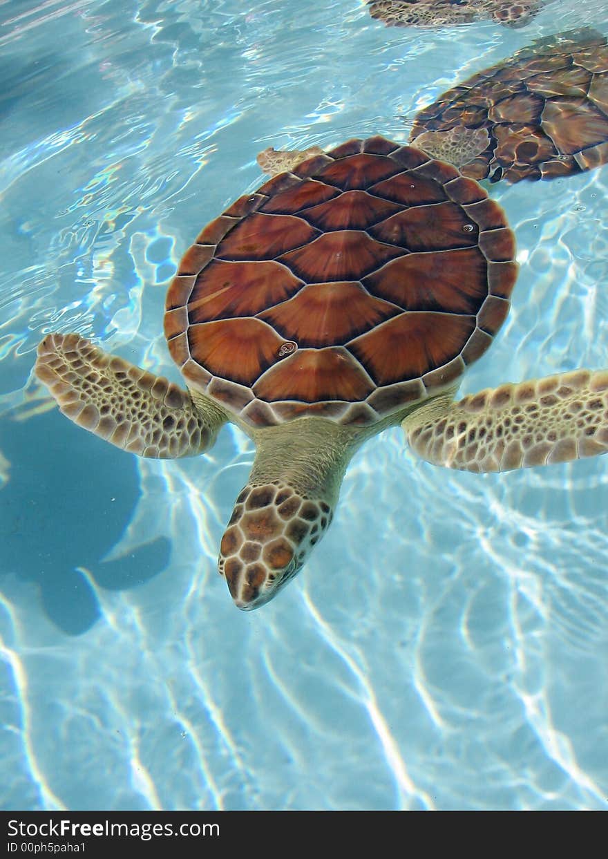 Beautifull sea turtle shot at Riviera Maya Mexico. Beautifull sea turtle shot at Riviera Maya Mexico.