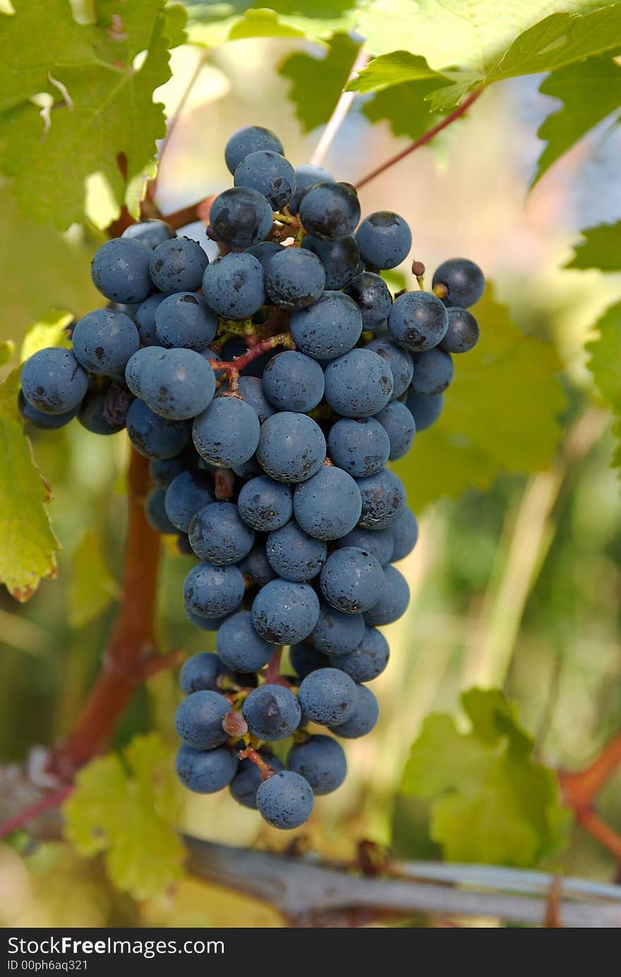 Grapes Ready To Be Harvested