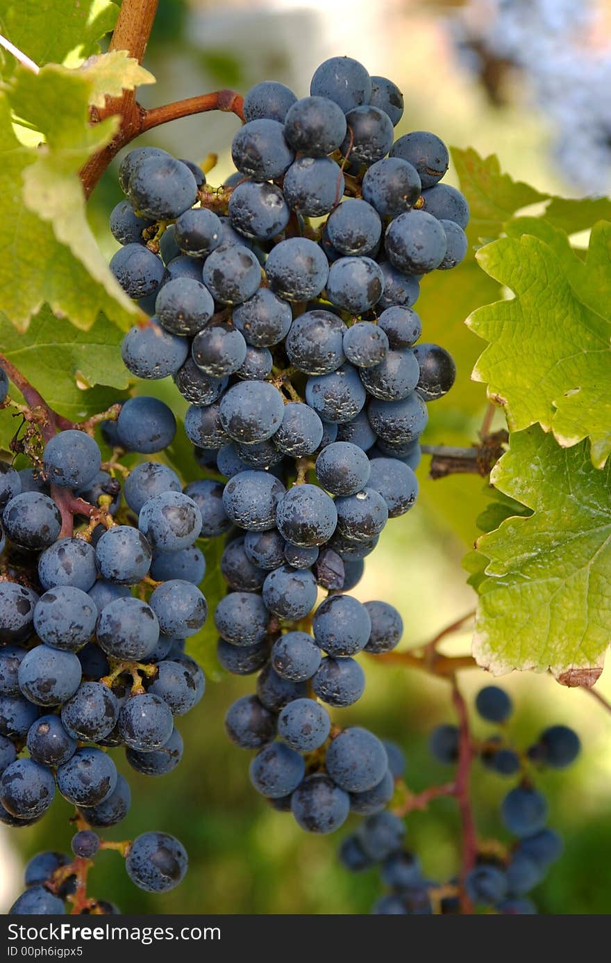 Grapes Ready To Be Harvested