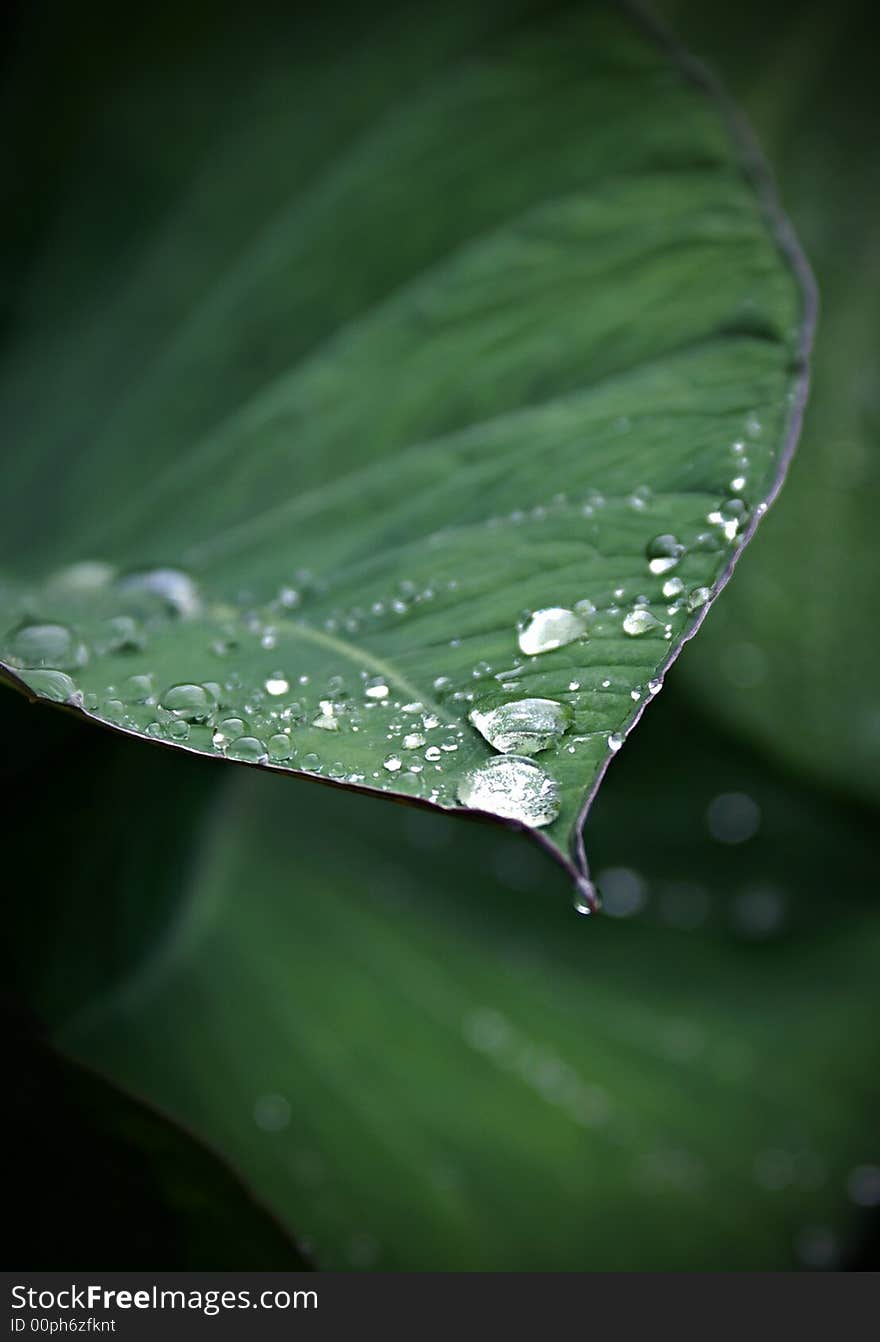 Fresh early morning drops on a leaf. Fresh early morning drops on a leaf