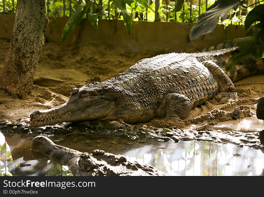 Two crocodiles in the zoo. Two crocodiles in the zoo