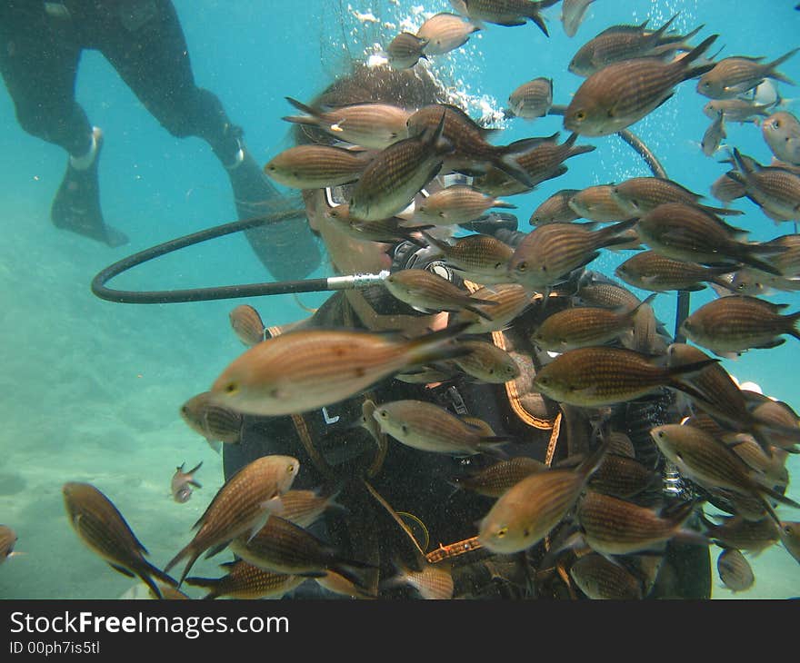 Picture taken on a dive day when feeding the fish. Picture taken on a dive day when feeding the fish