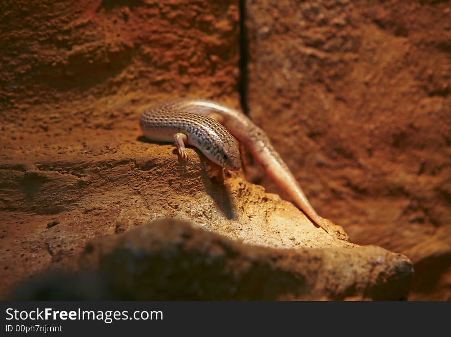 A lizard in the zoo. A lizard in the zoo