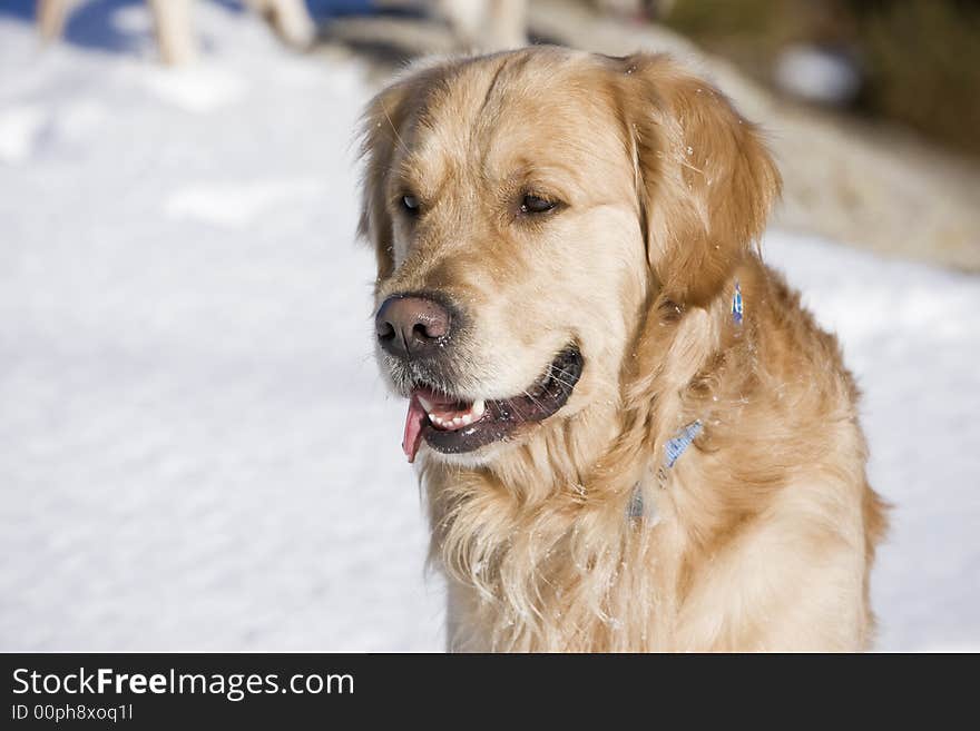 Head of a dog