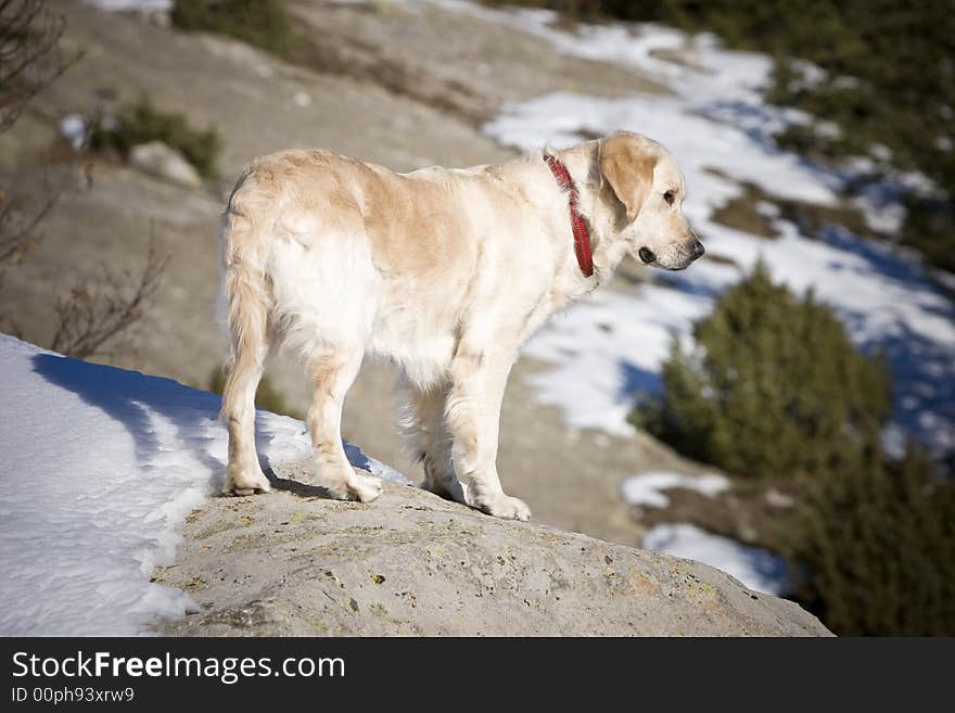 Dog on a rock