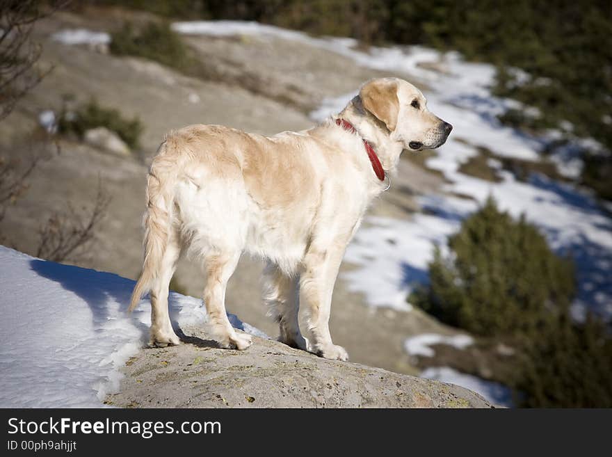 Dog on a rock