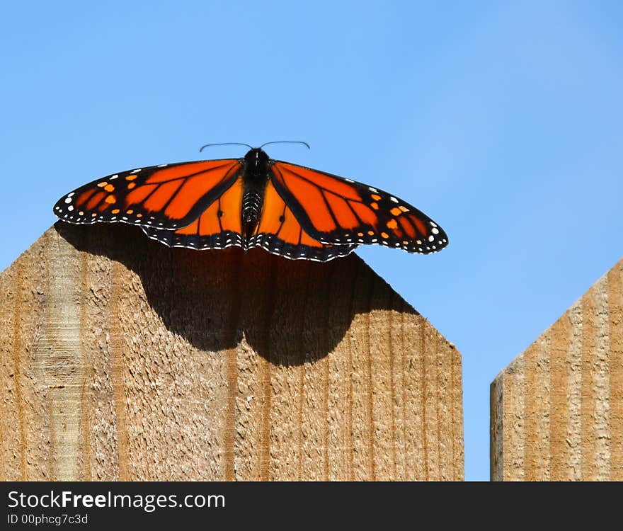 Butterfly on fence in sunlight