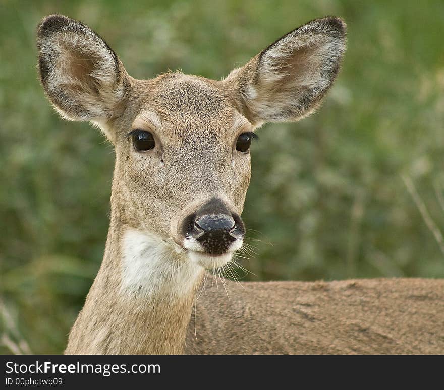 Deer