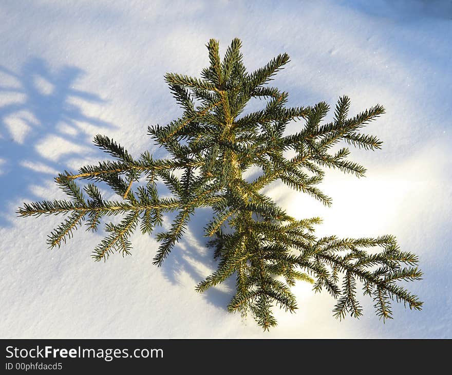 Small spruce tree in snow