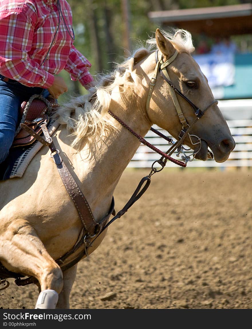 Palomino Barrel Racer