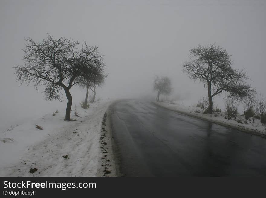 Road And Trees