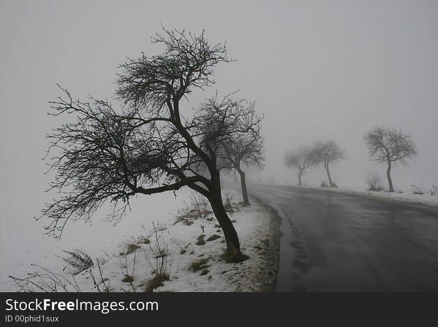 Winter tree