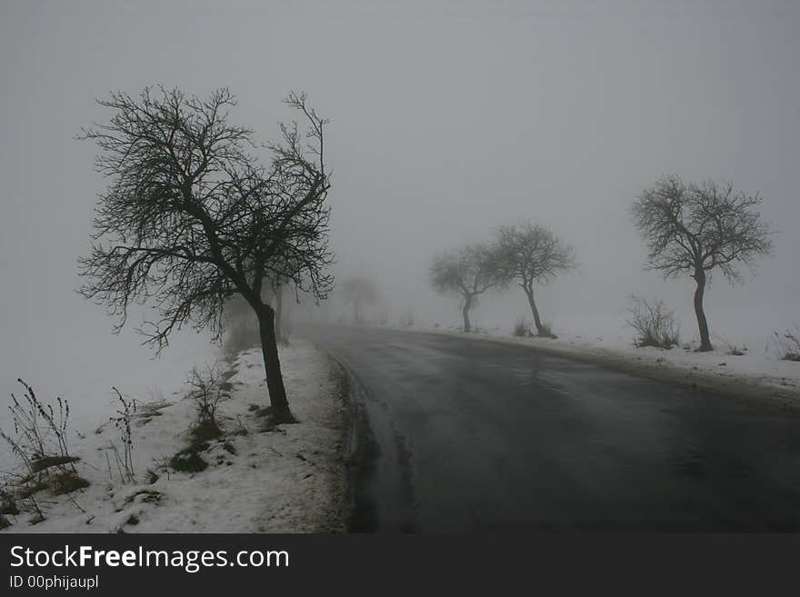 Road and trees in winter. Road and trees in winter