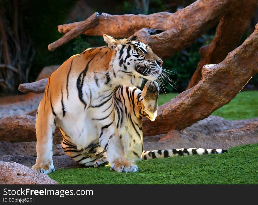 A digital image of a tiger in a zoo in Tenerife. A digital image of a tiger in a zoo in Tenerife.